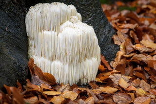 10 Health Benefits of Lion's Mane Mushroom