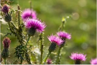 6 Benefits of Drinking Milk Thistle Tea