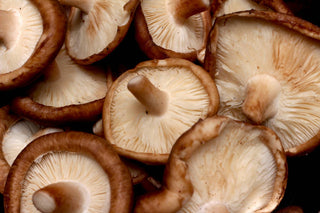 Health Benefits of Shiitake Mushrooms